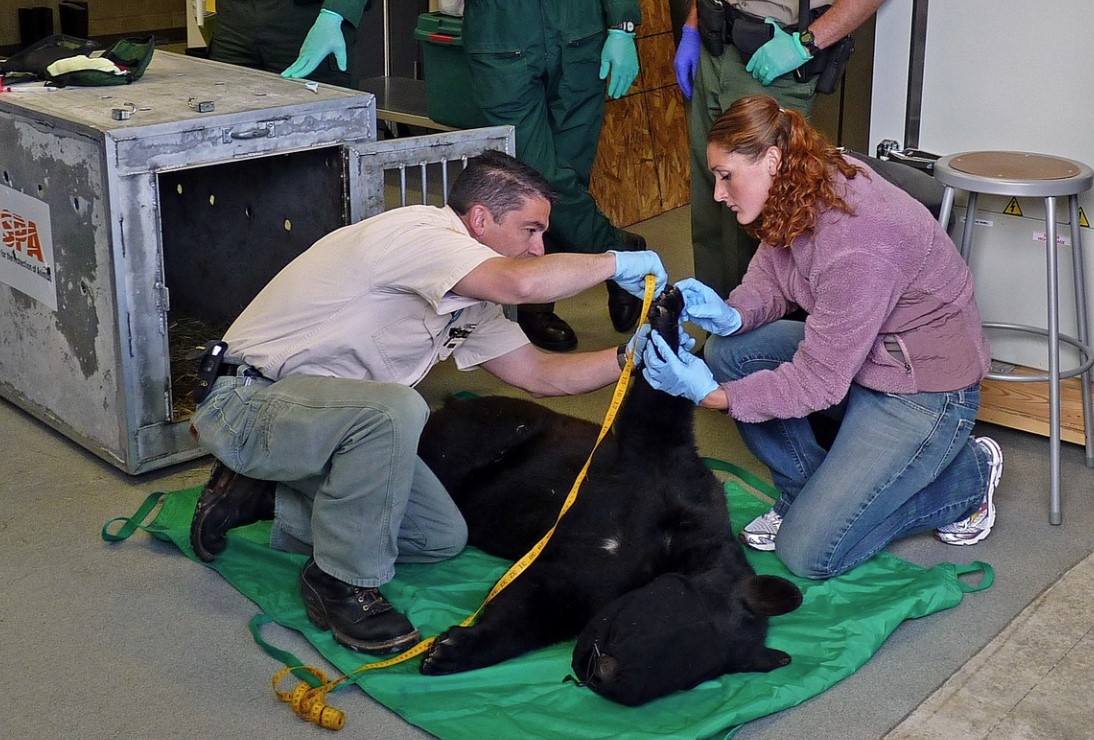 Photo of two (2) people participating in a Immobilization Training. Bear is sedated on mat, and employees are measuring the animals paw. Background shows others surrounding the training and a kennel for the animal. .