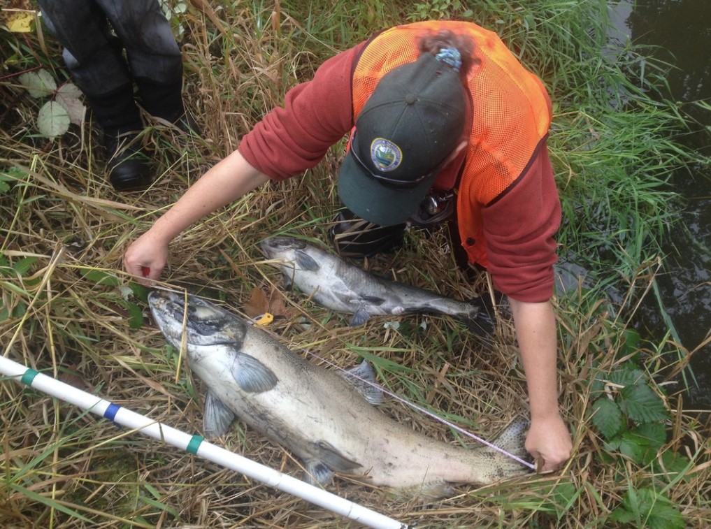 Photo of WDFW employee sampling two (2) Chinook Salmon. Employee is kneeled down in tall grass measuring the fish with a tape measure. 