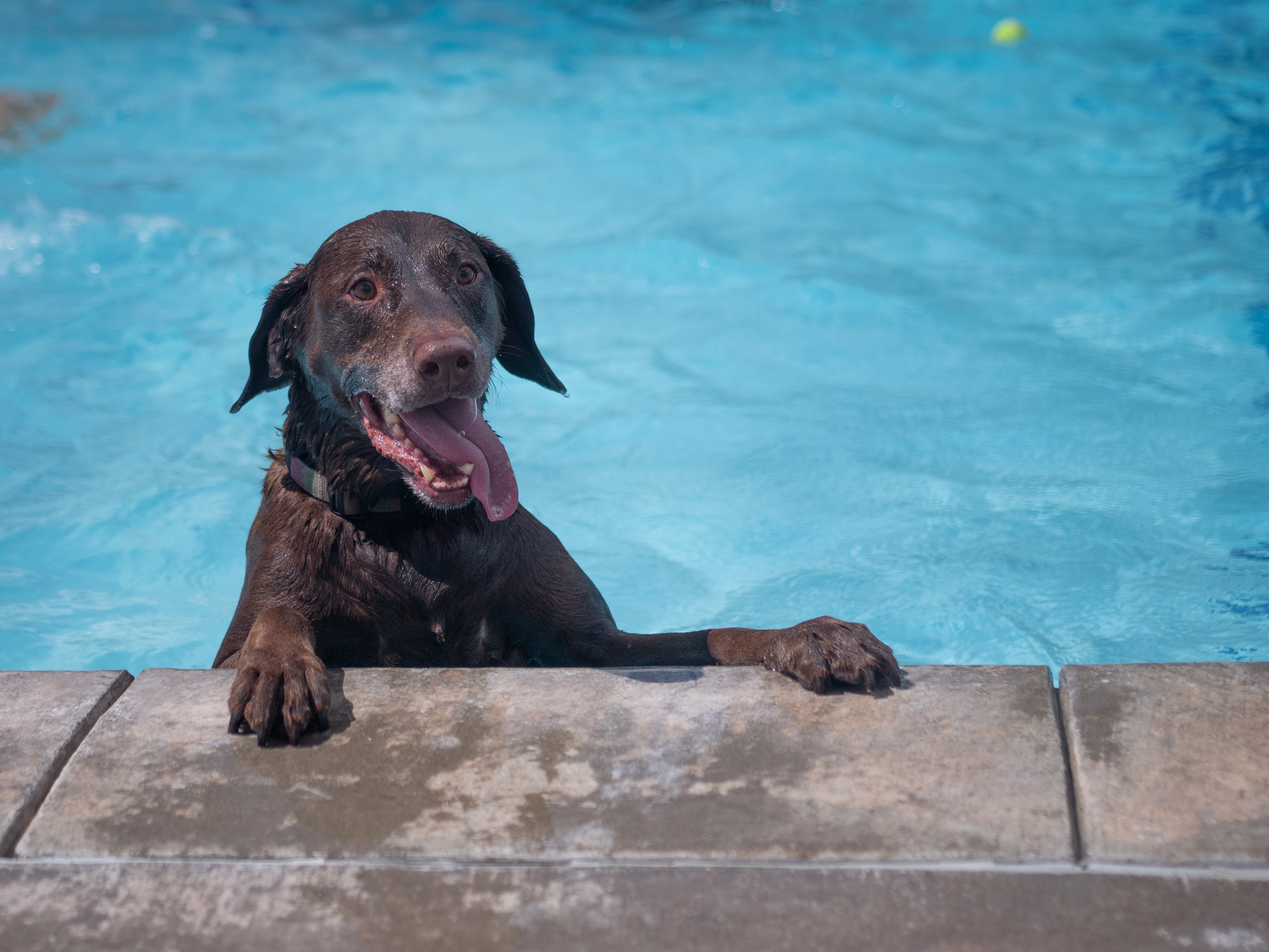 brown dog in pool